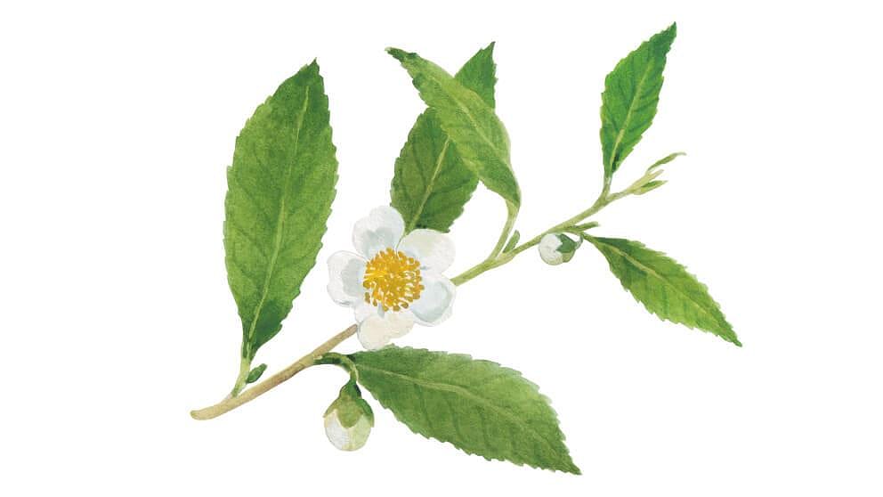 Camellia Sinensis