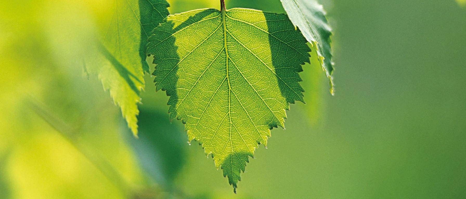birch leaves