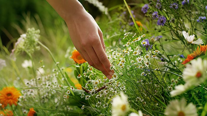 hand in flowers